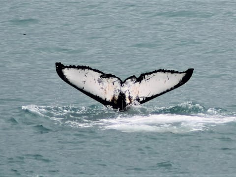 Whale Watching Express Adventure