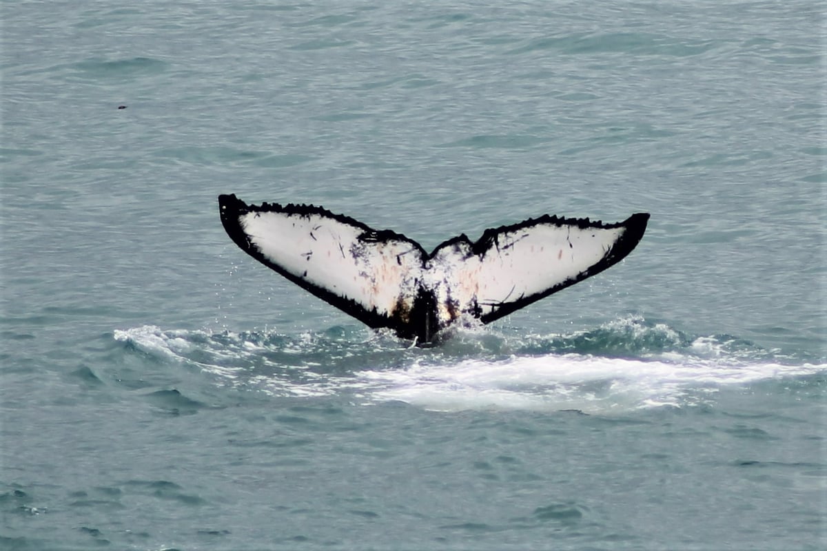 Whale tail rising above the ocean during a whale watching tour in Iceland