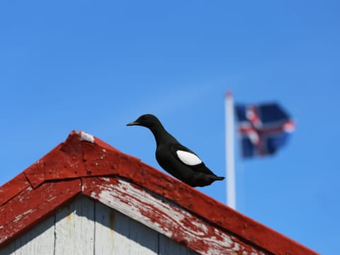 Black Guillemot on a roof with the Icelandic flag flying on a flagpole in the background