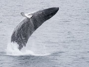 Our professional guide will give you an overview of the local marine species as you set sail
