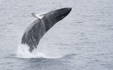 Whales & Waves: An Epic Marine Adventure Tour