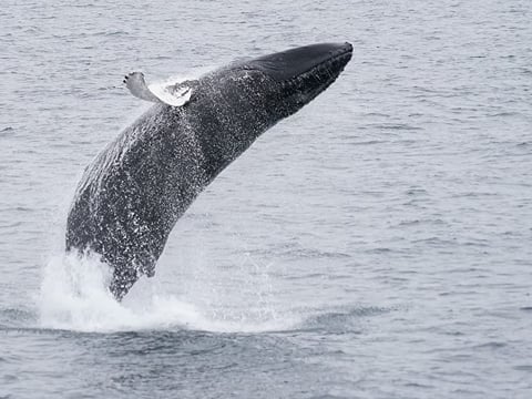 A whale leaping out of the sea