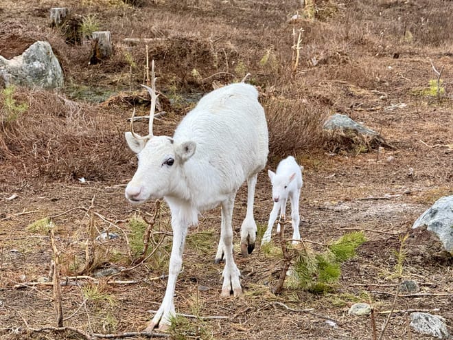 Visit a Reindeer Farm & Meet Baby Reindeer Up Close