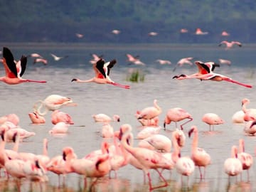2 Days, 1 Night Safari – Lake Nakuru National Park From Kisumu