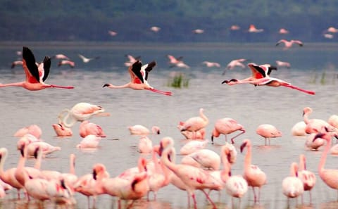 2 Days, 1 Night Safari – Lake Nakuru National Park From Kisumu