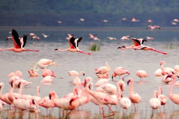 2 Days, 1 Night Safari – Lake Nakuru National Park From Kisumu