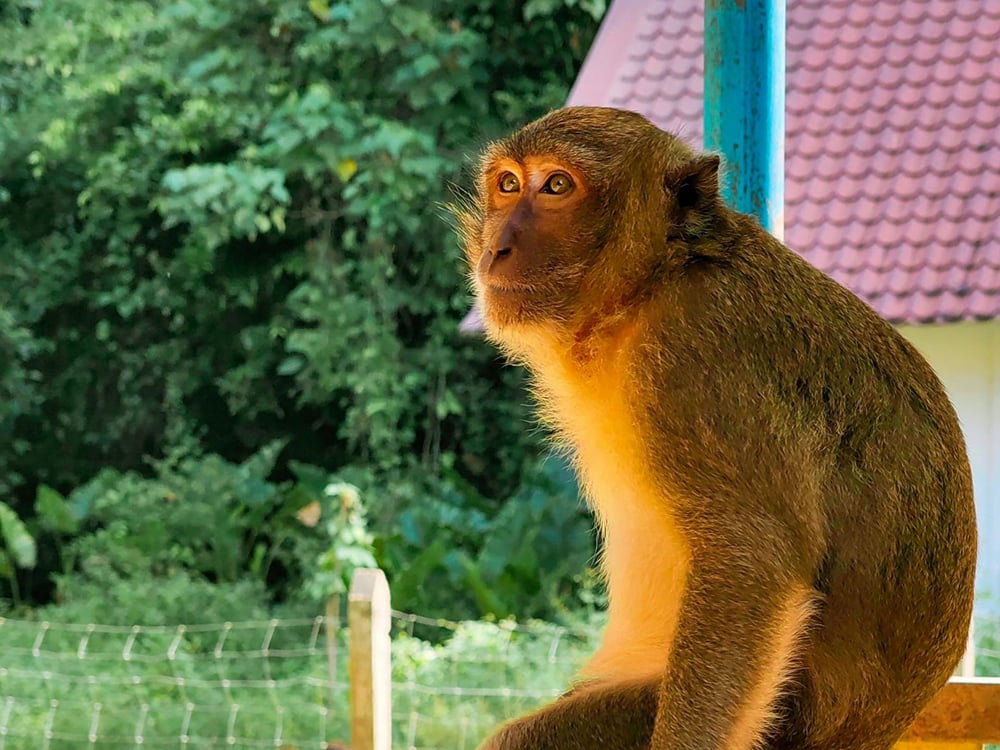 A long-tailed macaque on a temple railing
