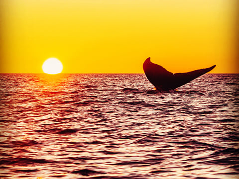 Midnight Sun Whale Watching, photo 6