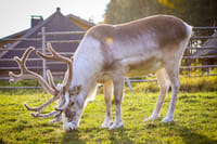 Reindeer Farm Visit in Rovaniemi