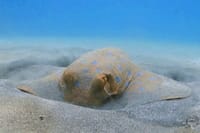 Private Abu Dabbab Snorkeling with Turtles &amp; Transfer - Hurghada