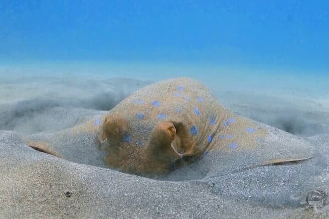Private Abu Dabbab Snorkeling with Turtles &amp; Transfer - Hurghada