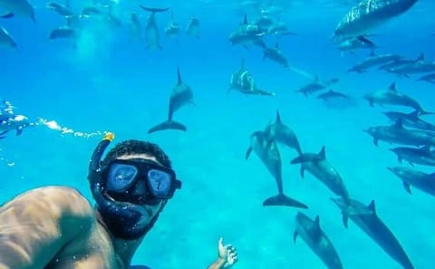 Full-Day Dolphin Swim and Snorkeling Tour in Hurghada