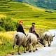 Sapa Trekking Tour 3D2N (1 Night Homestay Village, 1 Night Hotel)