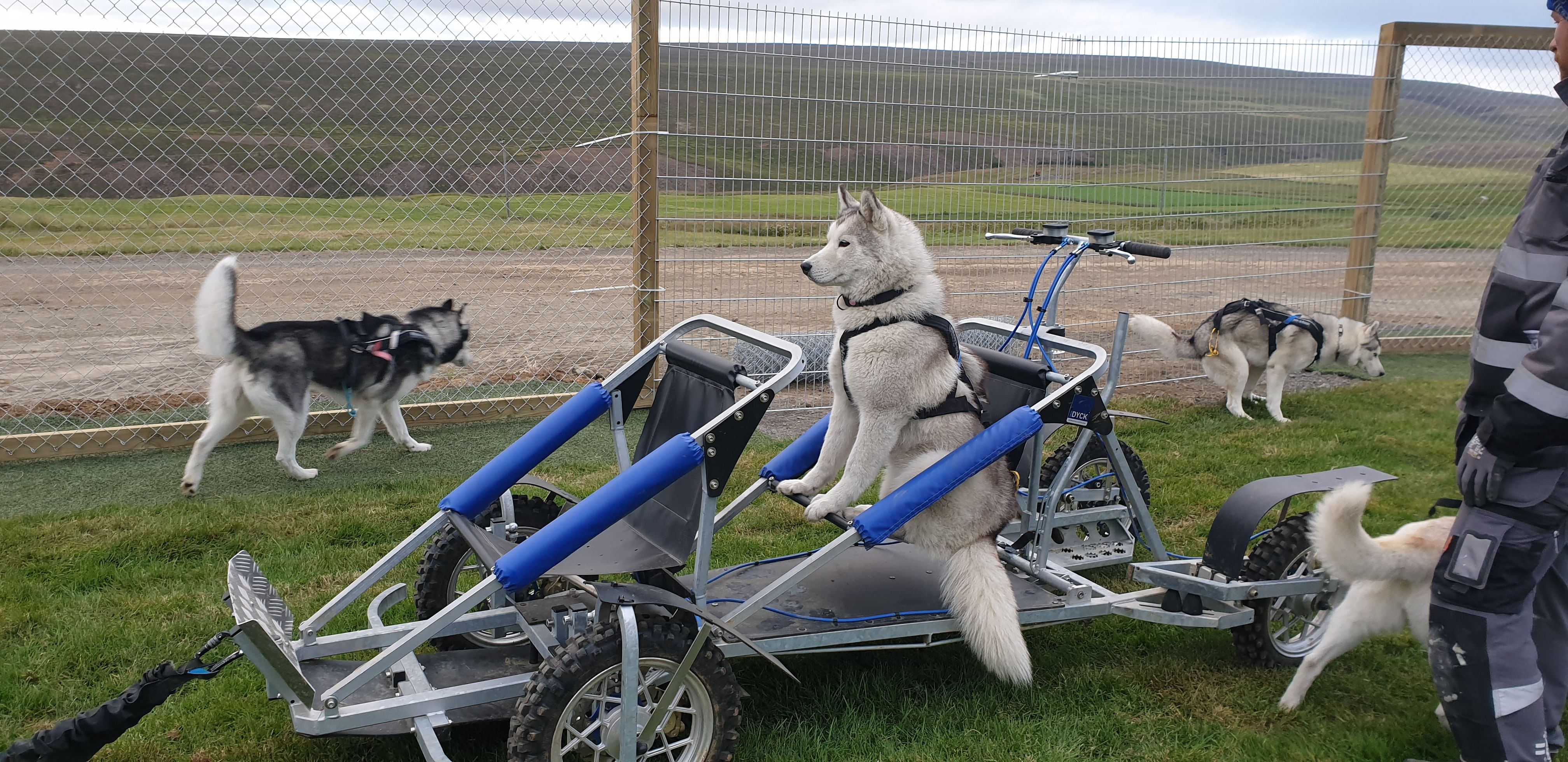 Siberian Husky Cart Ride