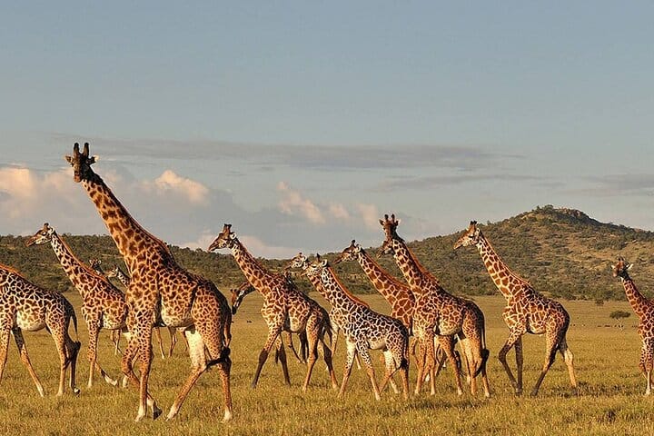 4-Day From Zanzibar Manyara, Serengeti & Ngorongoro Best Luxury Safari
