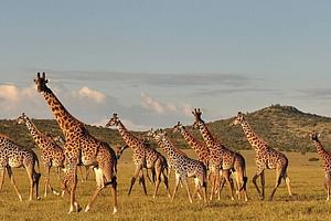 4-Day From Zanzibar Manyara, Serengeti & Ngorongoro Best Luxury Safari