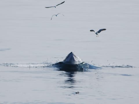 Reykjavík Whales & Imagine Peace Tower, photo 3