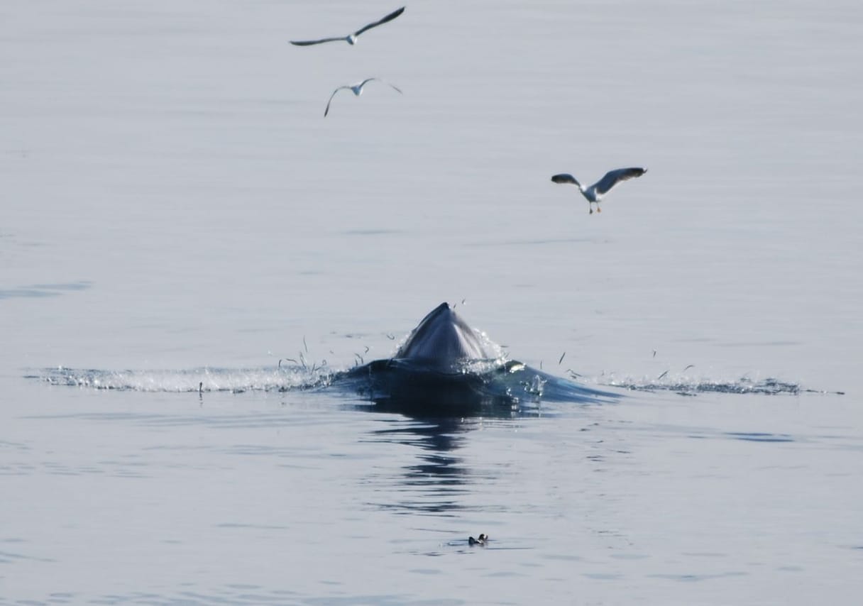 Reykjavík Whales & Imagine Peace Tower 2
