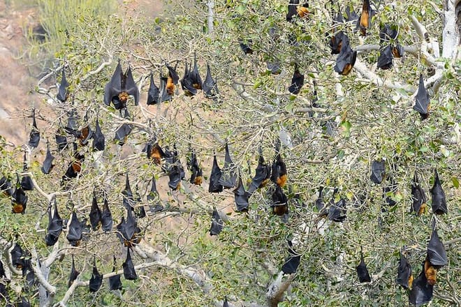The Udaipur city &amp; Lake Pichola Bats Hanging on a Tree.
