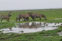 The beauties of the wildlife capital