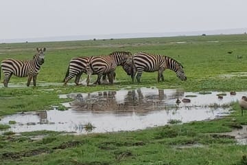 Memorable Group-Joining Nairobi Park Safari