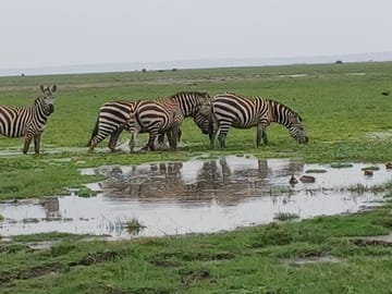 The beauties of the wildlife capital