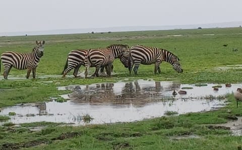Memorable Group-Joining Nairobi Park Safari