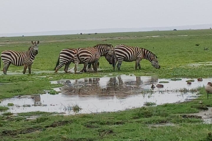 The beauties of the wildlife capital