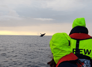 Reykjavík Premium Whales in the Midnight Sun 6