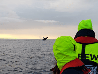 Reykjavík Premium Whales in the Midnight Sun, photo 7