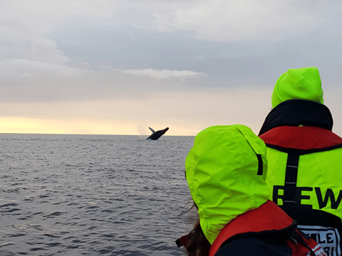 Reykjavík Premium Whales in the Midnight Sun, photo 7