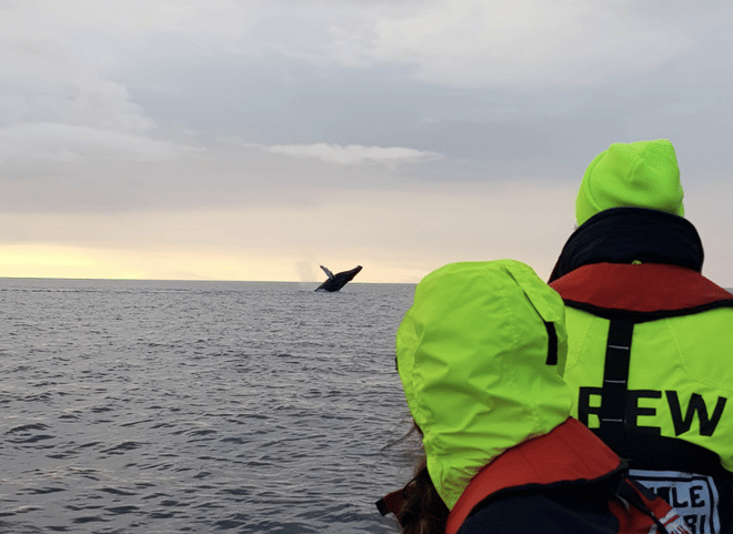 Reykjavík Premium Whales in the Midnight Sun photo 6