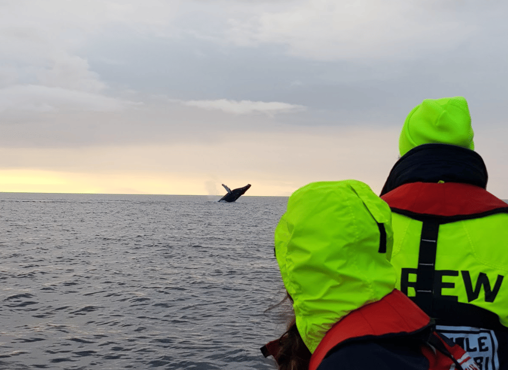 Reykjavík Premium Whales in the Midnight Sun 6