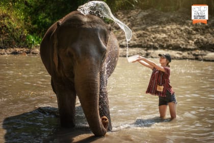 Chiang Mai Wildlife Safari and Ethical Elephant Experience