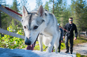 Hiking with Huskies