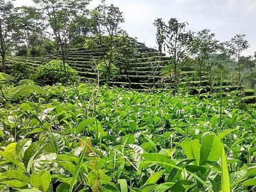 Tea Garden Tour