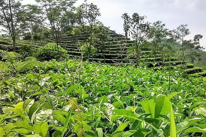 Private Half-Day Tea Village Discovery with lunch in Yogyakarta