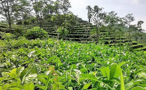 Private Half-Day Tea Village Tour with Lunch in Yogyakarta
