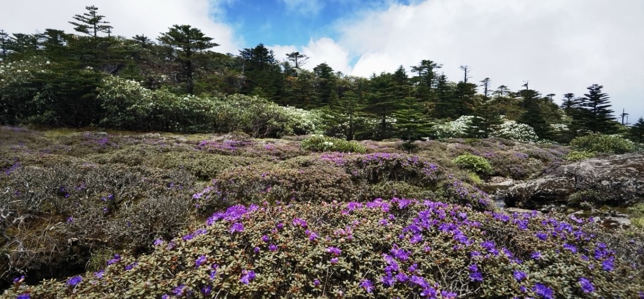Spring&Sunmmer Season View Alpine rhododendron