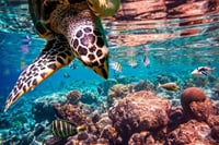 Abu Dabbab Snorkeling Trip, Explore Marine Life : Marsa Alam