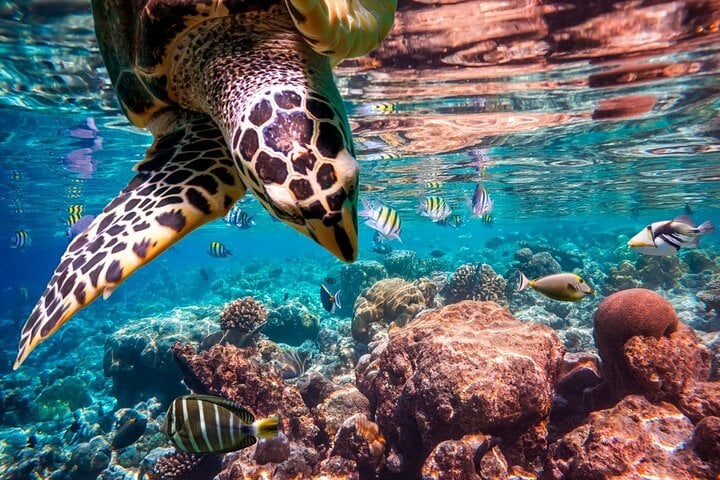 Abu Dabbab Snorkeling Trip, Explore Marine Life : Marsa Alam