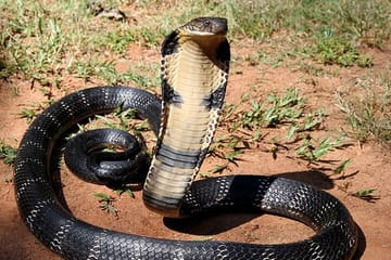 Wildlife Tour of Rajaji National Park from Rishikesh