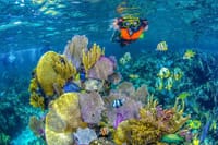 Half Day Guided Snorkeling Adventure in Puerto Morelos 1