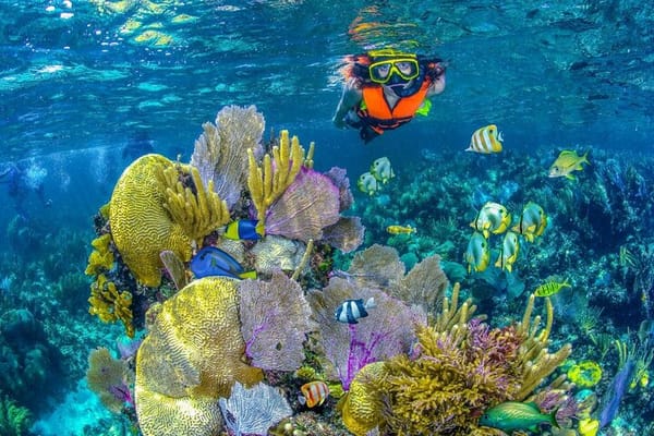 Half Day Guided Snorkeling Adventure in Puerto Morelos