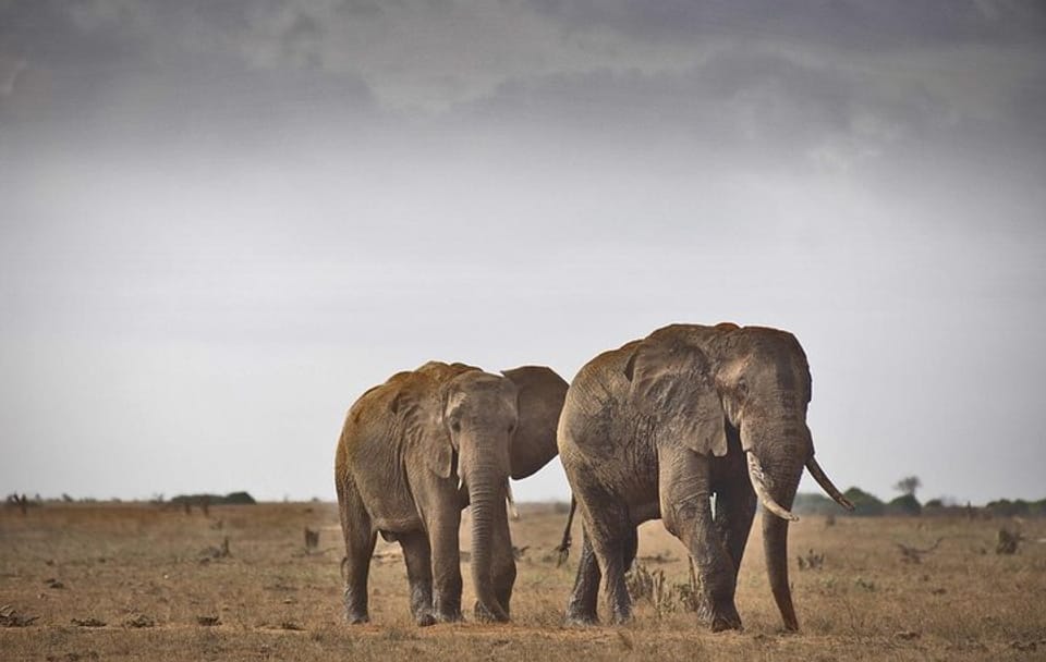 2-Day Wildlife Safari from Mombasa to Tsavo East National Park