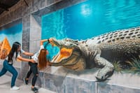 3D World Selfie Museum Tickets