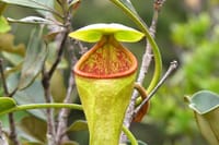 Sinharaja Rain Forest Tour from Colombo 7