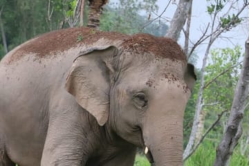 Living Green Elephant Sanctuary Experience near Bangkok & Pattaya