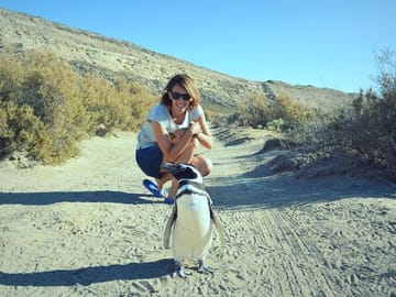 Walk with penguins