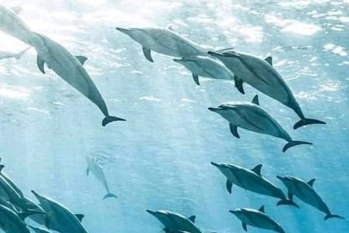 Mikumi National Park Safari Day Trip from Zanzibar